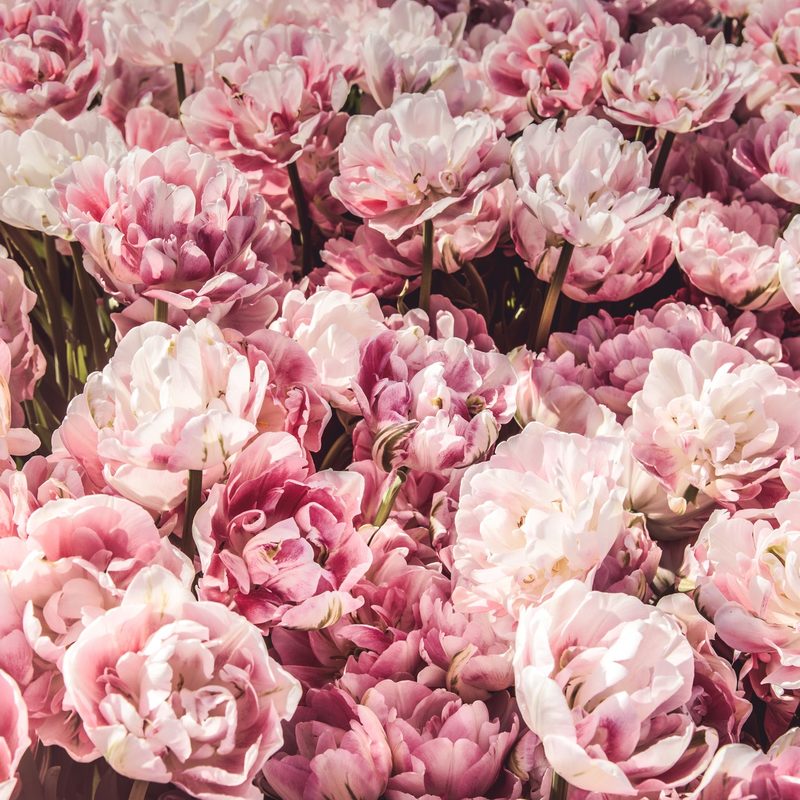 Our Flowers